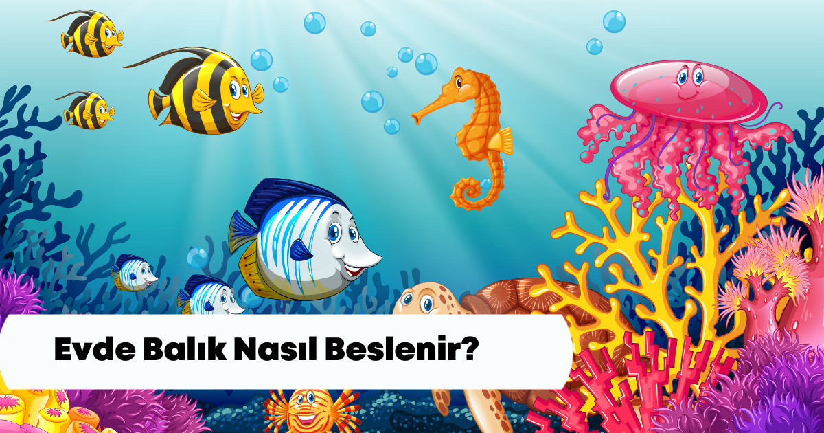 Evde Balık Nasıl Beslenir? Yeni Başlayanlar İçin Pratik ve Doğru Yöntemler