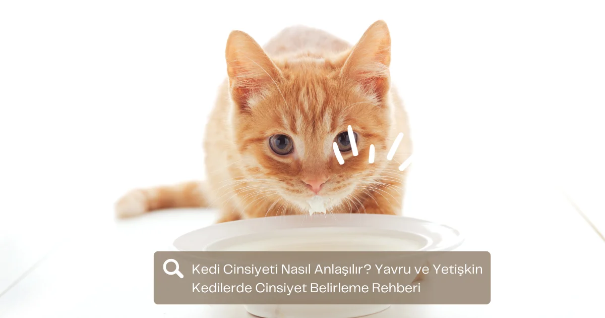 Kedi Cinsiyeti Nasıl Anlaşılır? Yavru ve Yetişkin Kedilerde Cinsiyet Belirleme Rehberi